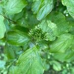 Cornus sanguineaLehti