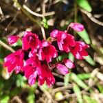 Bomarea salsilla Flower