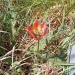 Tulipa orphanidea Kwiat