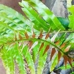 Stenochlaena tenuifolia Leaf