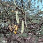 Vachellia nilotica Fruto