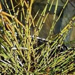 Equisetum scirpoides Blad