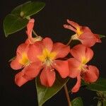 Rhododendron wentianum