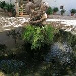 Adiantum capillus-veneris Hoja