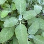 Salvia officinalis List