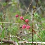 Agarista buxifolia 花