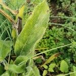 Anchusa azurea Levél