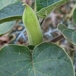 Datura inoxia Other