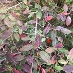 Cotoneaster pannosus Лист