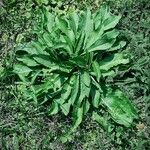 Centaurea nigra Foglia