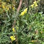 Linaria genistifolia Fleur