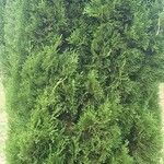 Cupressus sempervirensഇല