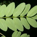 Lennea viridiflora Leaf