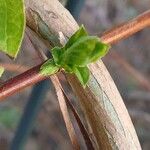 Lonicera japonica Bark