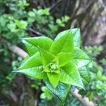 Rhaphithamnus spinosus Hoja