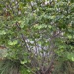 Cercis occidentalis Hábito
