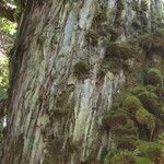 Fitzroya cupressoides Kabuk