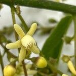 Cariniana estrellensis Flor