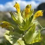 Rhinanthus major Blomma