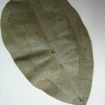 Abuta grandifolia ഇല