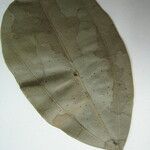 Abuta grandifolia Frunză
