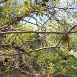 Quercus brantii Yeri