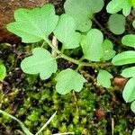 Cardamine bonariensis Leaf