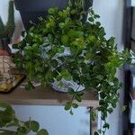 Peperomia rotundifolia 葉