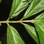 Bertiera bracteosa Leaf