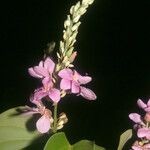 Schnella guianensis Flower