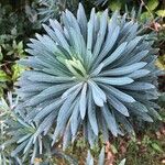 Euphorbia characiasHostoa