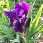 Iris lutescensപുഷ്പം