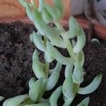 Sedum morganianum पत्ता