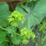 Alchemilla xanthochloraFlower