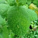 Mentha × villosa Hoja