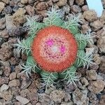 Melocactus matanzanus Flor