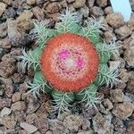 Melocactus matanzanus Květ