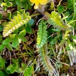 Pedicularis oederi Листок