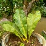 Anthurium hookeri Feuille