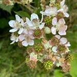 Rubus discolor Fleur