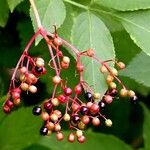 Sambucus nigra Fruit