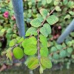 Symphoricarpos orbiculatus ഇല