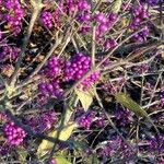 Callicarpa americana ഫലം