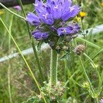 Campanula cervicaria Fleur