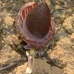 Amorphophallus aphyllus पत्ता