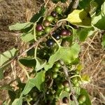 Rhamnus cathartica Fruit