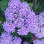 Ageratum houstonianum Flower