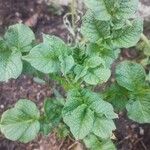 Solanum tuberosum Lapas