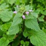 Lamium hybridum Leaf