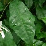 Turraea heterophylla पत्ता